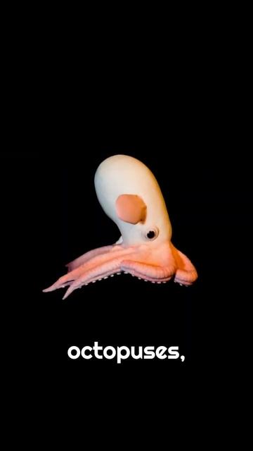 The Dumbo Octopus #facts #shorts #youtubeshorts смотреть онлайн