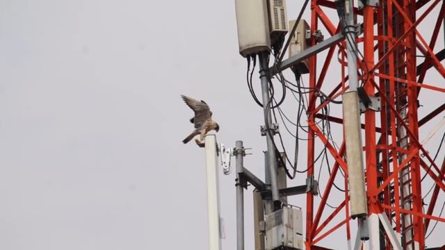 Halcón peregrino - Falco peregrinus MB -Migratorio boreal смотреть онлайн