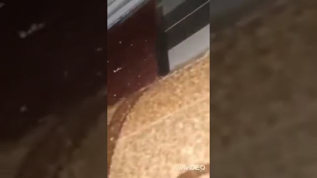 Сказка про мышку-врунишку и кошку Маську и мою дочку Оленьку! Очень забавная история получилась! смотреть онлайн