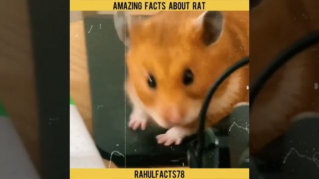 Top 5 Amazing facts About Rat || Random Facts || Animal's Facts || #facts #shorts смотреть онлайн