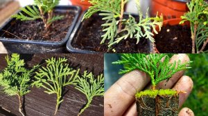 КАК РАЗМНОЖИТЬ ТУЮ ЧЕРЕНКАМИ