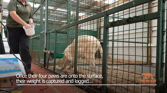 Weighing our White Lionesses смотреть онлайн