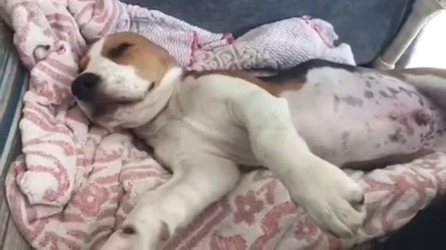 ЭТО ШЕДЕВР))) смотреть онлайн