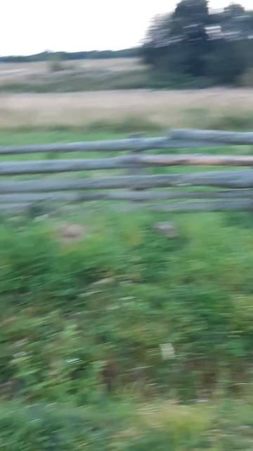 Зайцы атакуют.🐇😂 смотреть онлайн