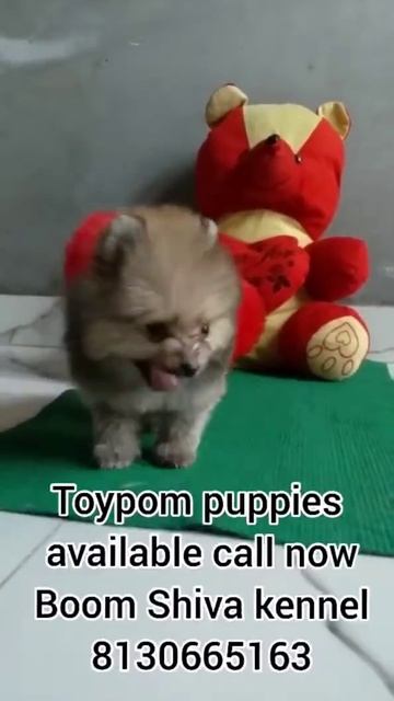 New Toy Pomeranian puppies Ready to go new Home | Small house apartment Dogs toy breed Market смотреть онлайн