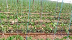 Берберана F1 | Berberana  Tomato. Enza Zaden