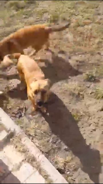 Очень нужно щенкам остаться на передержке🙏, собрана только половина. Они уже спасены, неужели зря.. смотреть онлайн