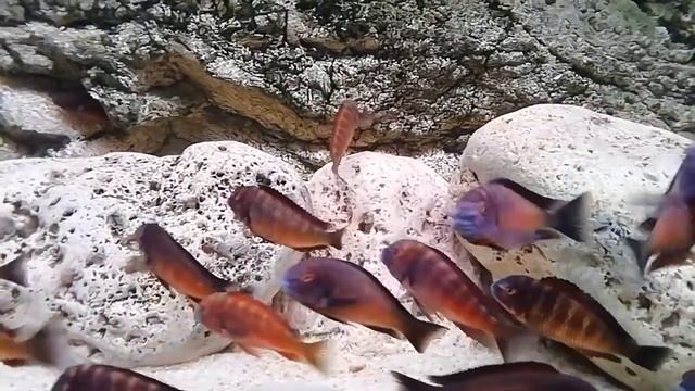 Трофеус NDOLE RED смотреть онлайн