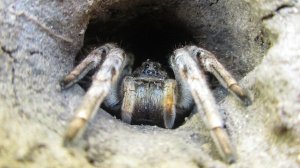 Паук-волк или Южнорусский тарантул. lycosa singoriensis