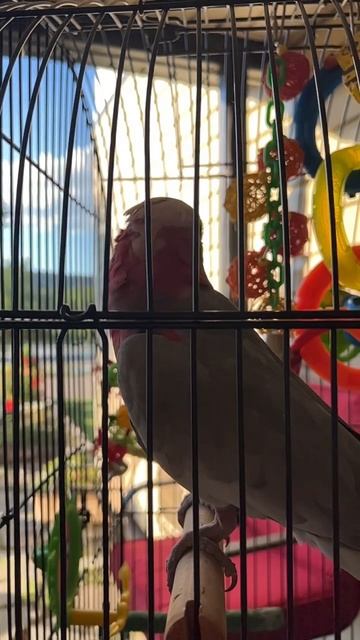 Rose breasted gala cockatoo with attitude￼ смотреть онлайн