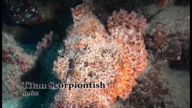 Worlds Guide To Hawaiian Reef смотреть онлайн