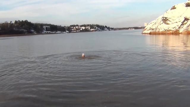 Декабрьский заплыв доктора Топтыгина смотреть онлайн