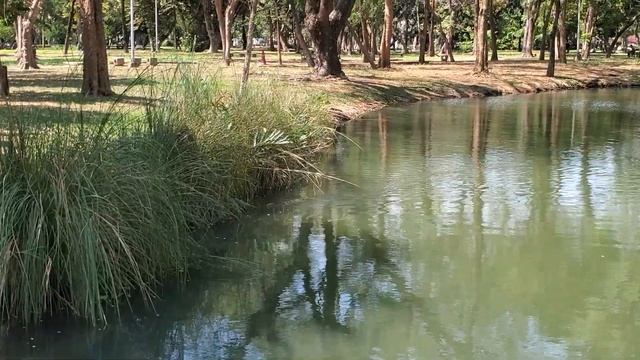 Варан в парке смотреть онлайн