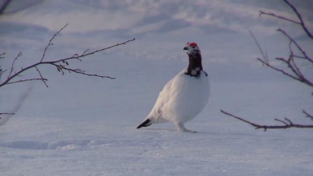 Willow Ptarmigan