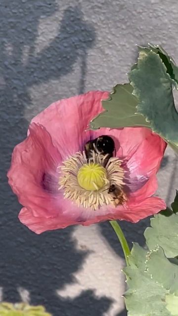 #poppy #poppyflower #bees смотреть онлайн
