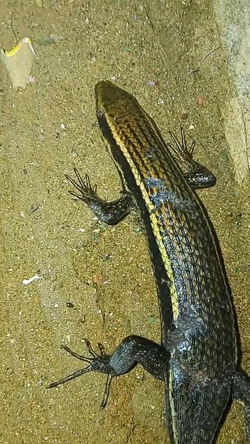 Look at this Skink without a tail #skink #black #shorts смотреть онлайн
