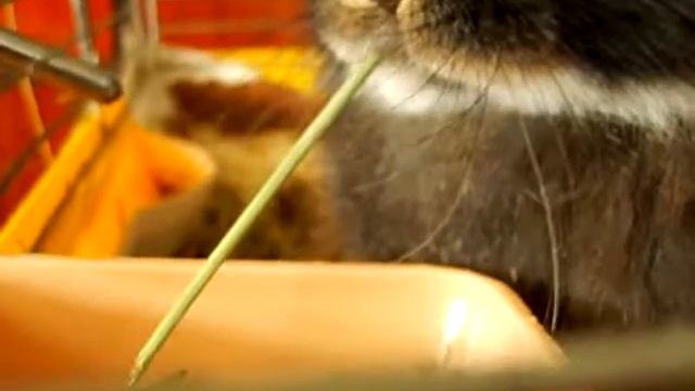 Крол захавывает соломинку смотреть онлайн