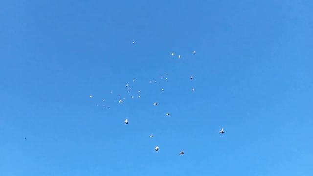 Голуби.моего.друга.Евгения.Липецкая.обл. смотреть онлайн