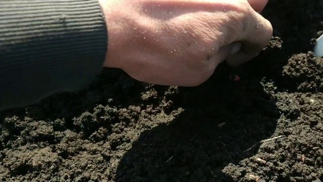 ДЕМО ПОЛЕ КУКУРУДЗА | НАБЛЮДЕНИЯ ЗА РОСТОМ И РАЗВИТИЕМ смотреть онлайн
