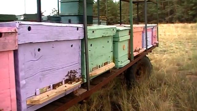 Летний день на пасеке. смотреть онлайн