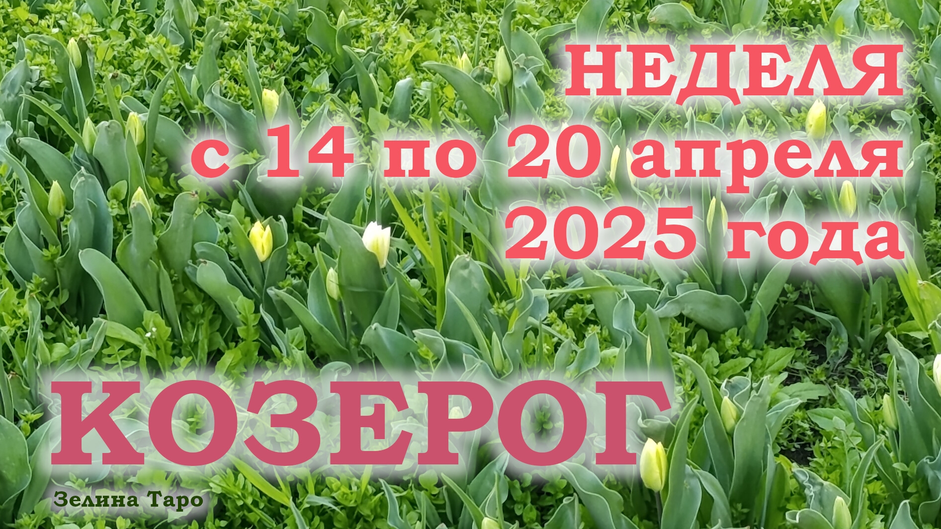 КОЗЕРОГ | ТАРО прогноз на неделю с 14 по 20 апреля 2025 года