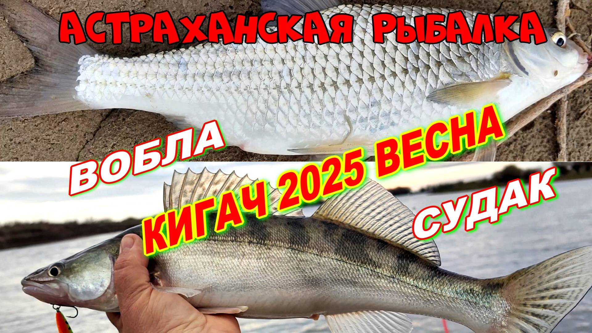 КИГАЧ  ВЕСНА 2025г.