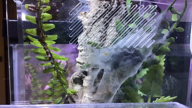 Caribena versicolor (Antilles pink toe) Sling Molt - Time Lapse смотреть онлайн