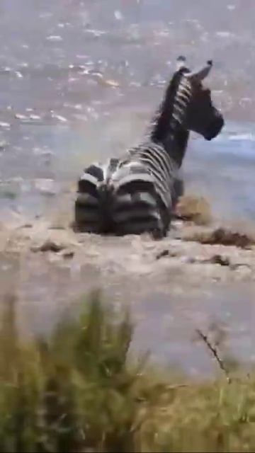 Unfortunatly zebra was attacked by a crocodile #shorts смотреть онлайн