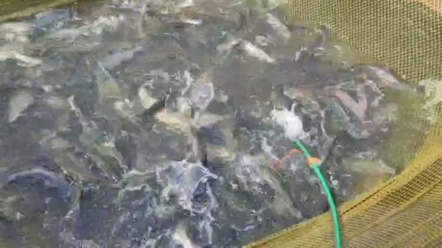 WhatsApp Video 2025-04-11 at 15.32.25 смотреть онлайн