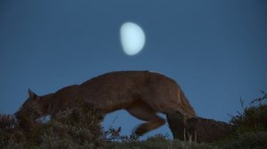 Земля ночью в цвете 2 сезон 2 серия «Пума на горе» (документальный сериал, 2020)