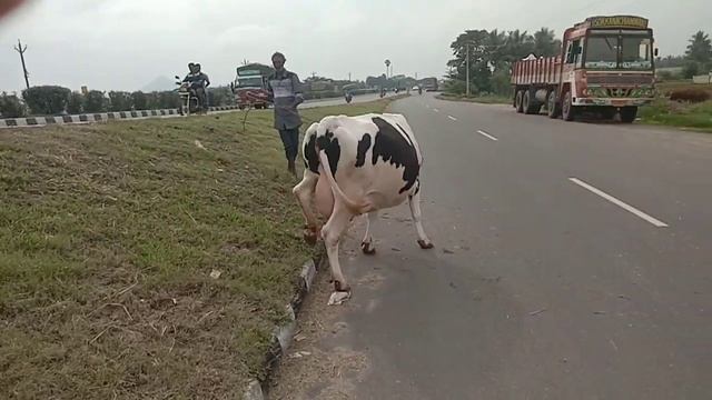 panneer dairy farm krishnagiri DT Krp dam road Hf And jersy cow sales ph no 9943696365 смотреть онлайн