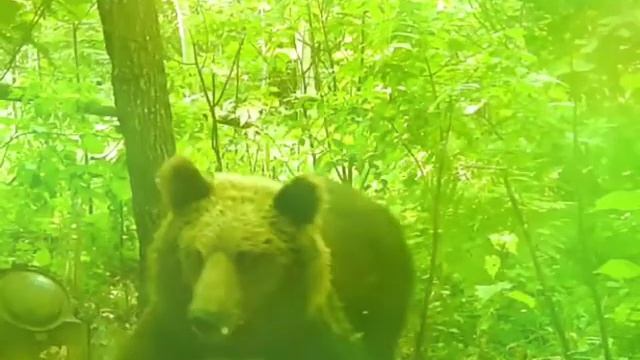 Фотоловушка на приваде. Медведи. смотреть онлайн