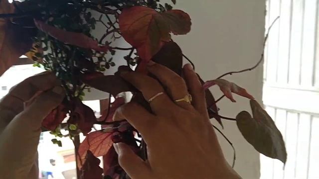 Grow and care tips/Sweet Potato Vine 💜 смотреть онлайн