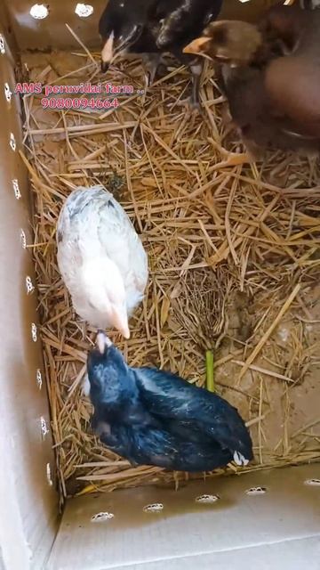 Today sold out 45 Days chicks 5 chicks...#allpetloversaseel #aseel #birds #roosterlove #pets #chick смотреть онлайн