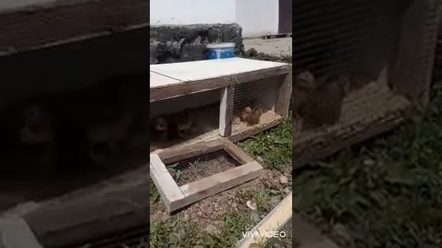 Балапандарды далаға шығардым, улкен тауықтарға шолу смотреть онлайн