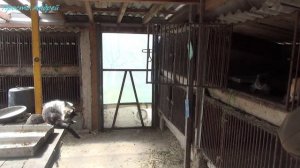 Определение пола щенков нутрий рассадка и сортировка