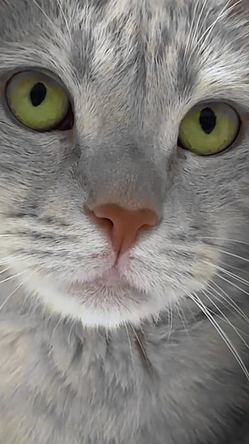 Кото Шекспир