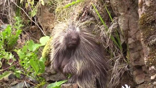 Nature Porcupine смотреть онлайн