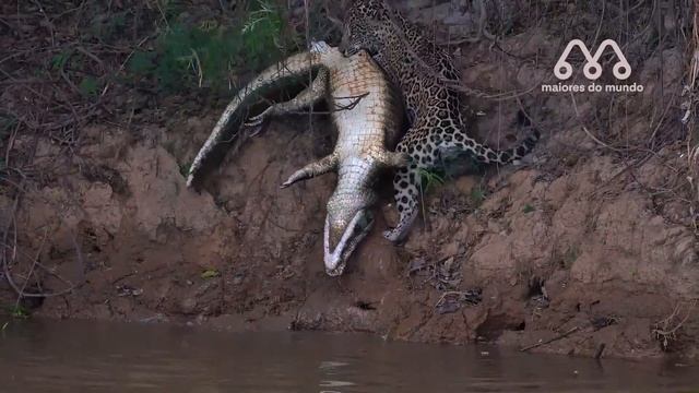 QUANDO O JACARÉ ATACA A ONÇA смотреть онлайн
