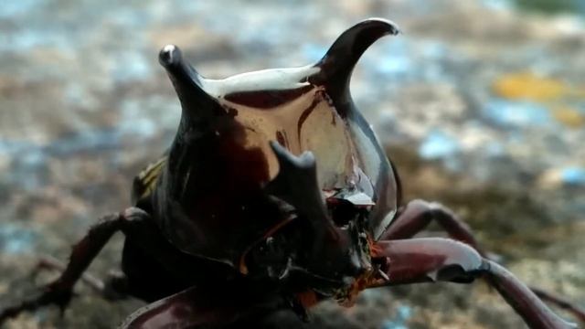 kumbang badak chalcosoma atlas смотреть онлайн