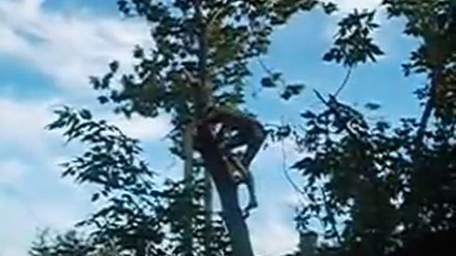 дерево пилят смотреть онлайн