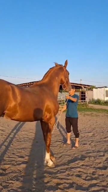 ТАЗА ДОНЧАК ШАМИЛ АКАДАН РОСТОВ НА ДОНУ смотреть онлайн