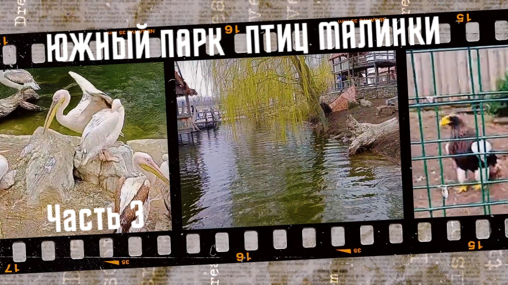 Южный парк птиц Малинки 2025, часть 3.