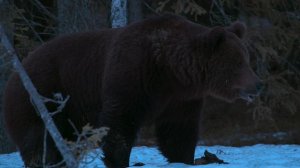 Земля ночью в цвете 1 сезон 4 серия «Медвежий лес» (документальный сериал, 2020)