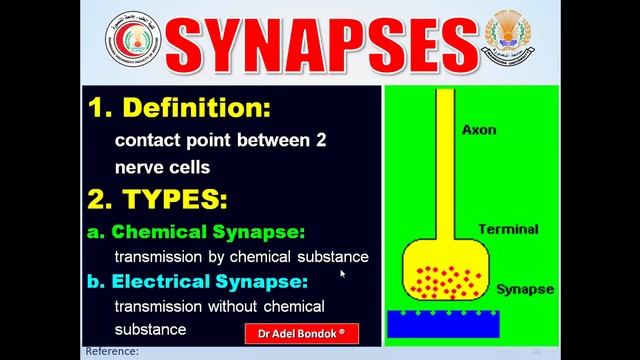 Introduction to the Nervous System, Part 1, Dr Adel Bondok смотреть онлайн