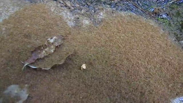 Yellow crazy ants (Anoplolepis gracilipes) rafting in Cairns, Queensland, Australia смотреть онлайн