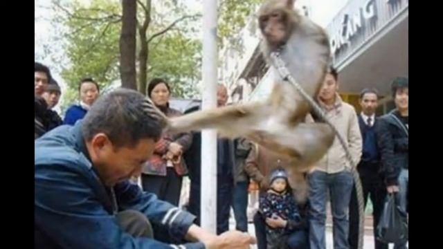 УГАРНЫЕ МОМЕНТЫ С ОБЕЗЬЯНАМИ 2017 Fun with monkeys смотреть онлайн