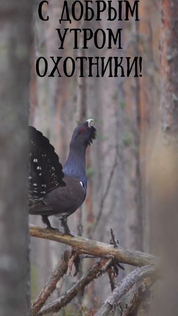 Реликтовая птица! Глухарь такует. #нашиохотыирыбалки #охота #дикиеживотные #красота смотреть онлайн