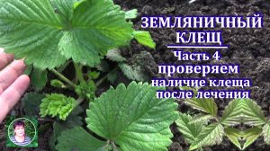 Земляничный клещ на клубнике Часть 4 - контрольный обход  Итоговый результат.