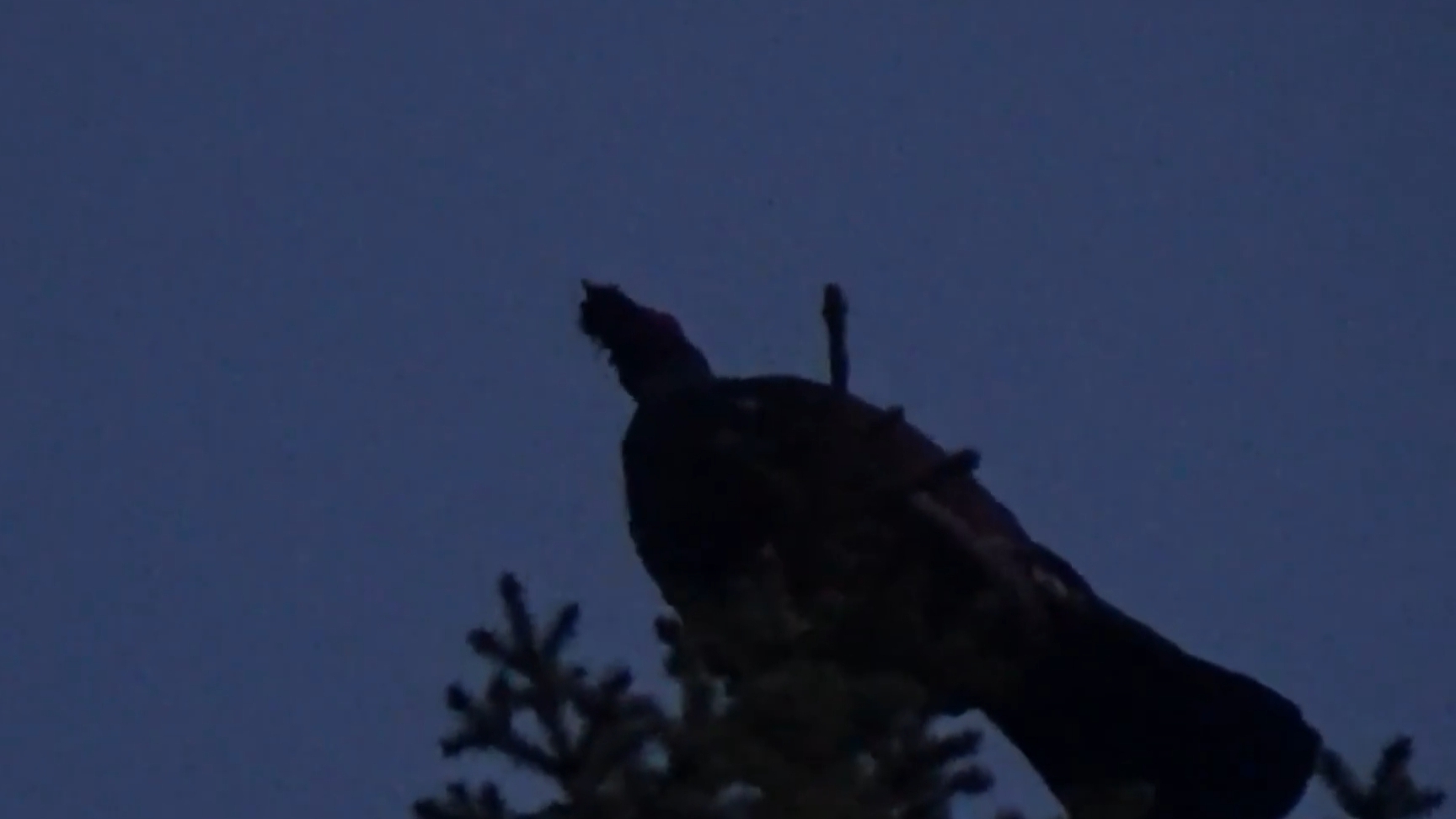 ГЛУХАРИНЫЙ ТОК / КАК НАЙТИ ТОК ГЛУХАРЯ смотреть онлайн